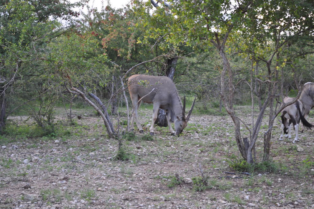 Etotongwe Lodge Оучо Экстерьер фото